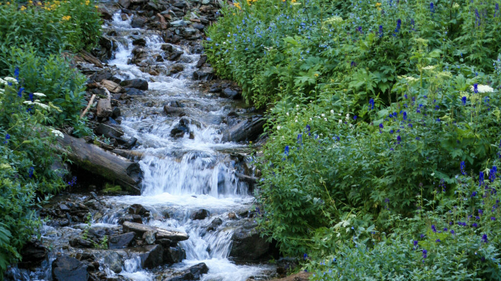 Mountain stream flowing through wildflowers
