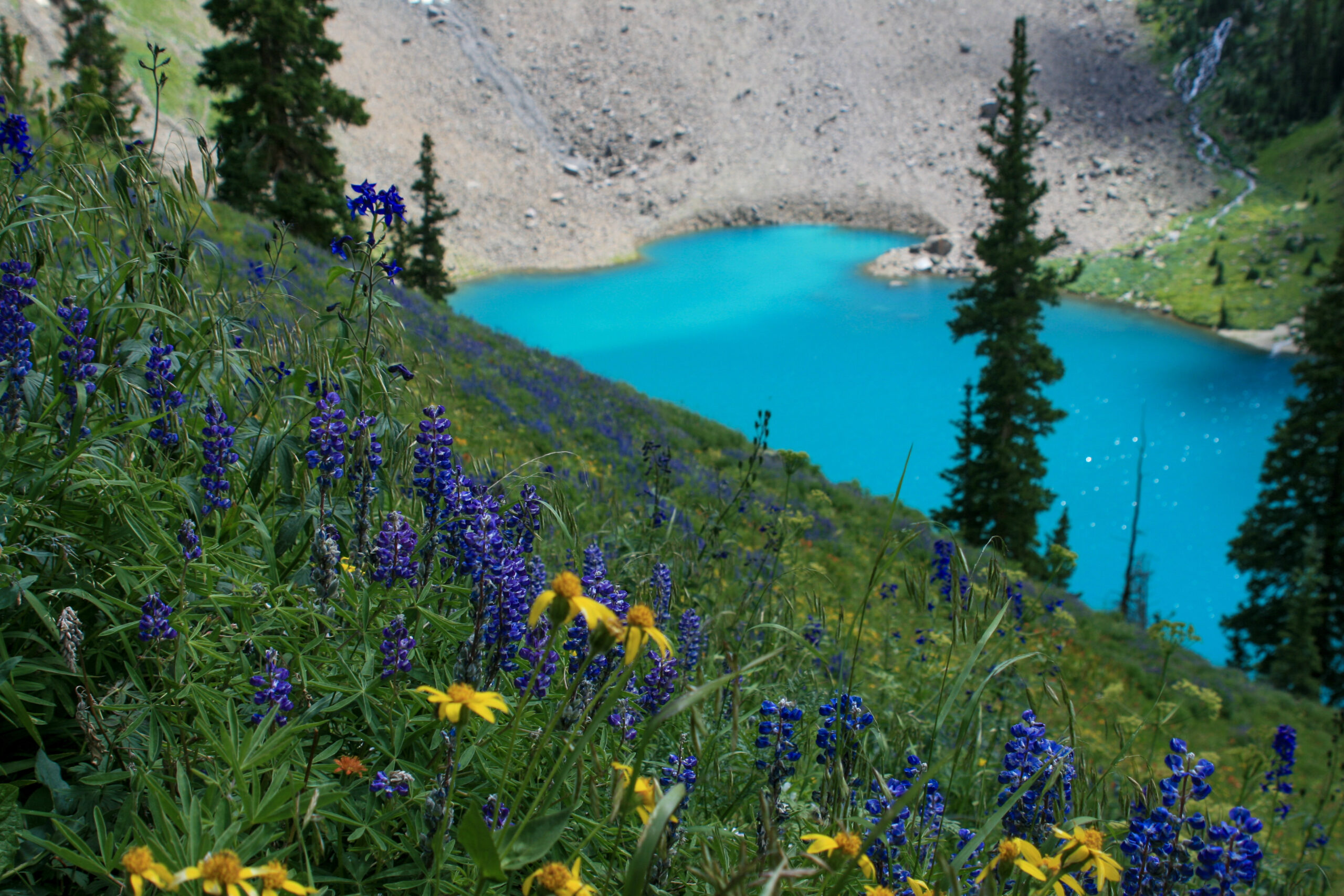 Wildflowers overlooking a turquoise alpine lake in the Rocky Mountains